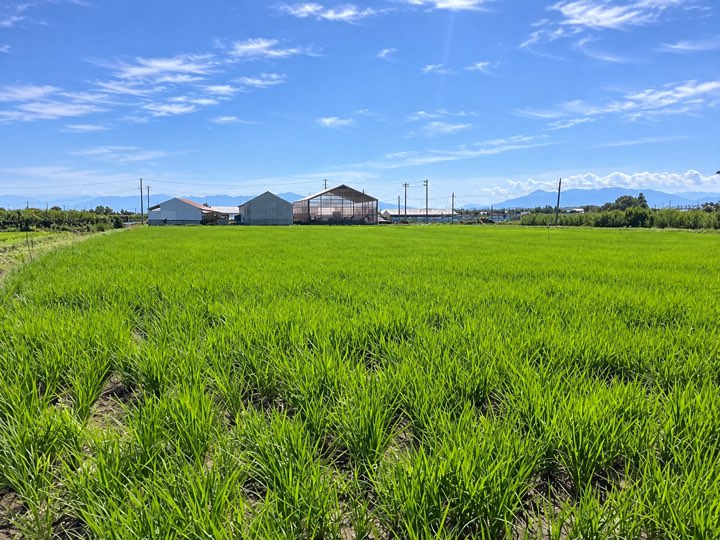 8月の新潟県圃場に広がる稲の生育状況