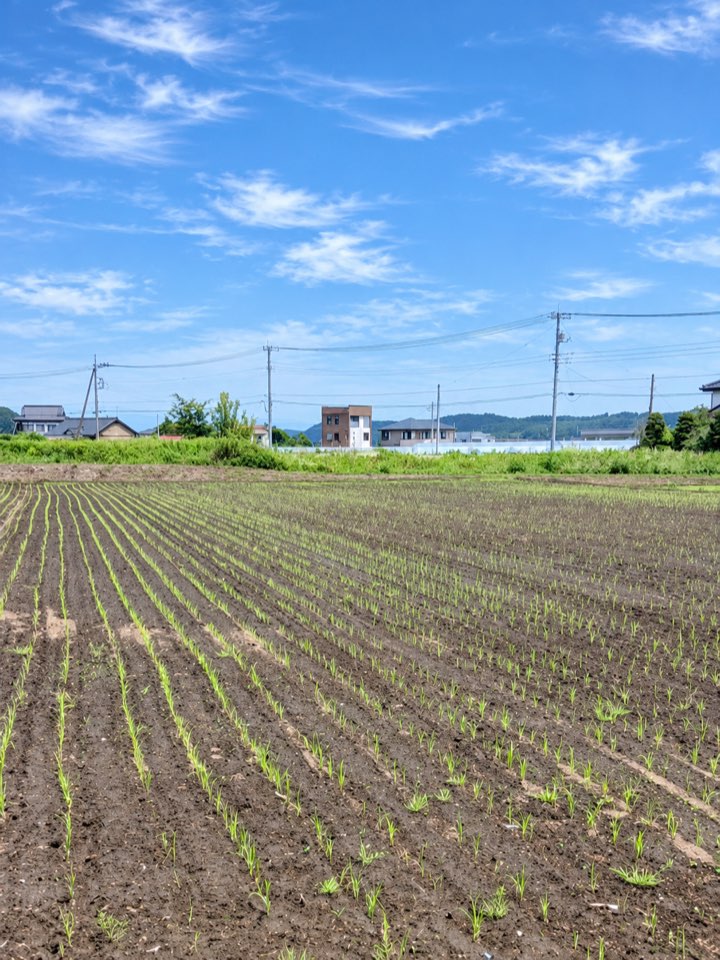 5月の栃木県圃場で列状に生育する稲