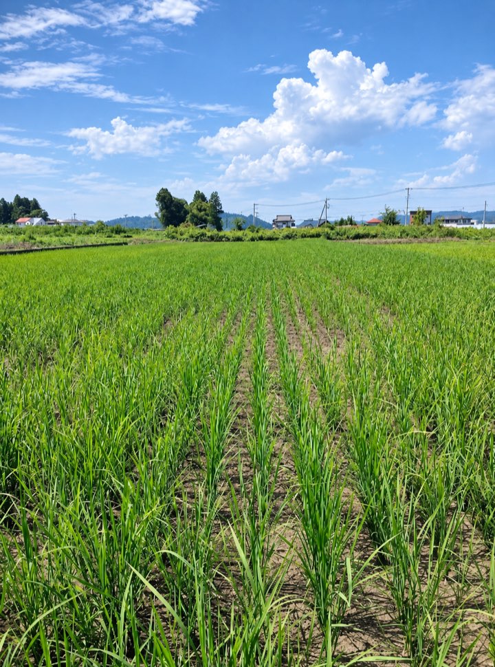 8月の栃木県圃場で生育した稲と条間